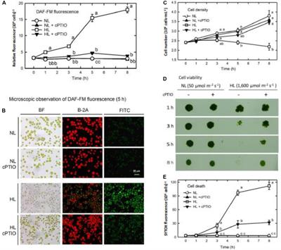High Light-Induced Nitric Oxide Production Induces Autophagy and Cell Death in Chlamydomonas reinhardtii